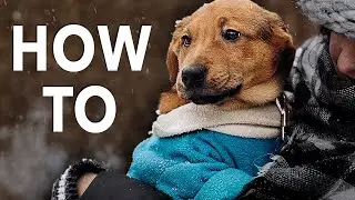 Protect Your Pet in Winter