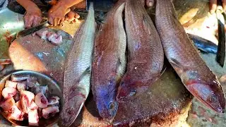 Amazing Bele Fish Cutting Skills Live In Fish Market 2022