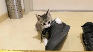 スニーカーに大興奮して遊びまくる子猫が可愛すぎましたw