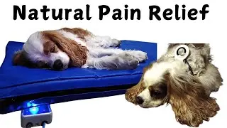 PEMF Therapy for Dogs: Natural Pain Relief & Senior Dog Rehabilitation