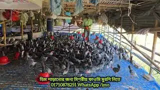 খামারিদের পছন্দ ফাউমি মুরগি।মিশরীয় ফাউমি মুরগির খামার উল্লাপাড়া#মিশরীয়ফাউমি #fawmimurgi 