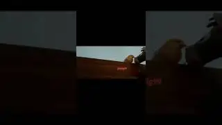 CANARIO ADIESTRADO EINER DESAYUNANDO CON MAM&Aacute;. TRAINED CANARY 83 / letig99
