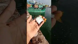 Luckiest Sea Angel Fish #fishing #fishingvideos #thoondilulagam #seafishing