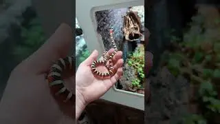 lampropeltis pyromelana / AZ Sonoran mountain kingsnake juvenile