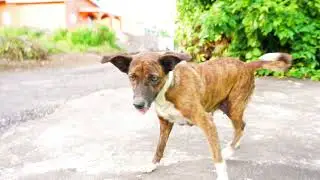 St. Vincent and the Grenadines: Feeding Stray Dogs