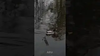 #calm #atmosphere #peaceful #aestetic #ukraine #ducks #river #lake #nature #cats #world