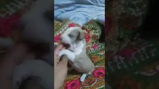 28 days pitbull puppy is very aggressive 😡😡😡##ROULETEE&hearts;️&hearts;️
