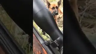 Mufl&oacute;n en altura