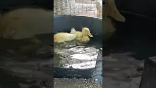 Baby Swan Chicks 🐣 #shorts  #pets #swan