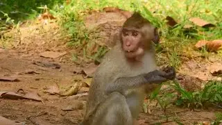 Congrats Little Janet hand get much better and recovered, Update monkey Jane and monkey Janet