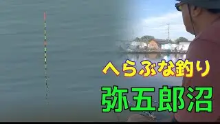 浮子が止まらない！弥五郎沼・浅ダナ宙釣りで好調‼️