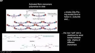 Clotting cascades