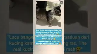 Kucing campuran yang ngga kecampur😂😍