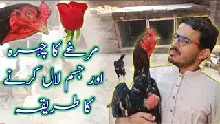 Aseel Murg Ka Face Lal Karne Ka Tarika Redface Master Aseels