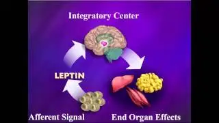 Webinar with Dr. Jeffrey M. Friedman and Dr. Roger Unger