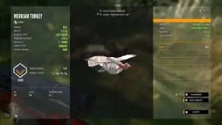 LIGHT BROWN TURKEY SHOT OUT OF MID AIR