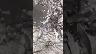 Catch catfish in mud tropical country