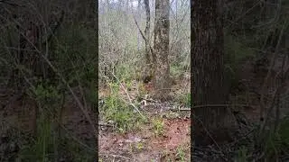 Alabama Rabbit Hounds another puppy training day 4/12/2022