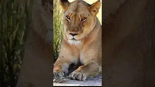 lioness resting under tree