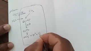 Hco3  production in RBC ,physiology