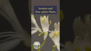Invasive & Non-native Plants