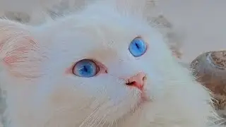 Cute Baby Cat Playing 😻 | Funny & Chill Cat Moments 😅