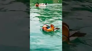 Ma￼ndarin duck!#endangeredspecies #endangeredbirds #endangeredanimal #endangeredwildlife #exotic