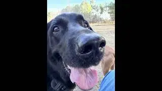 Off leash Tuesday