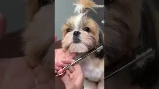Shih Tzu Puppy's First Haircut! ✨ ✨