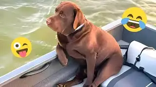 Смешная подборка видео с собаками &ndash; Лучшие видео с собаками 2025 года 🐕🤣 #40
