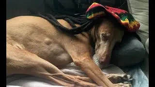 Fretless Guitar Funk 1: For Rosie RIP 12-8-23