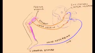 components Reflex arc/ Deep vs superficial/ visceral / mono/poly synaptic reflexes
