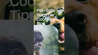 Pet-Safe Summer Cooling Tips: Keep Your Furry Friends Cool and Comfortable!