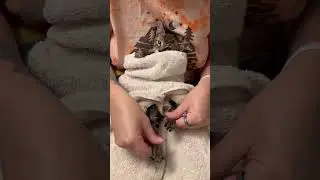 Congenital Defect Causes Kittens Back Legs To Splay Out Beneath Him, Limiting His Mobility