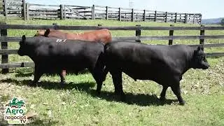 AGRO SABADO 17 05 bl2