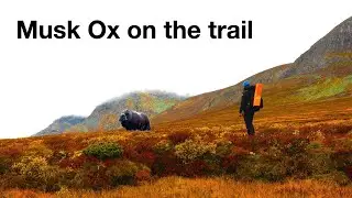 3 days solo trip to Dovre National Park. Day 2: Hiking in snow and wind. Musk Ox on the trail!