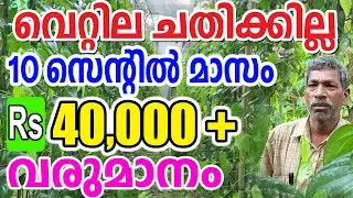 വെറ്റിലക്കൃഷി കൊണ്ട് ജീവിതം കെട്ടിപ്പടുത്ത കർഷകൻ!  #betelleaf, #vettila