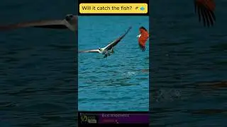 Nature&rsquo;s Sharpest Hunter  Eagle Snatch in Action!