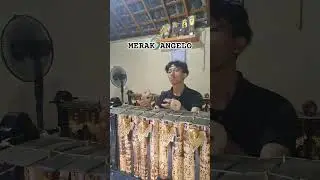 Merak Angelo #gamelan #bali #gender #music #traditional
