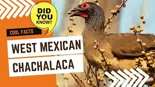 West Mexican chachalaca facts