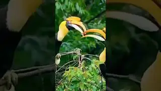 Adorable Birds in Tropical Rainforest with Their Soothing Sounds #birdsongs #birds #birdlovers