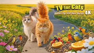 Hypnotic Birds Everywhere 🐦😺🐶 Ultimate TV for Cats & Dogs | Relaxing Nature 4K HDR