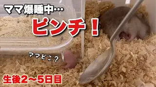 【緊急事態発生】爆睡中のママ…1匹取り残されたままの赤ちゃんを救え！