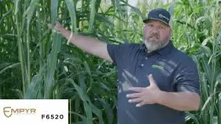 ADV F6520 Forage Sorghum Is Perfect For A Busy Operation Needing A Broader Harvest Window