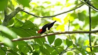 Manaquin Cabeza Roja