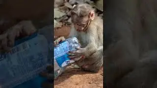 red face Wale monkey innocent 😇 black 🖤 face wale  🤕 bure