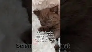 #CatCare #Cats #FelineHealth #PetCare #CatLovers