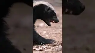 The Honey Badger&rsquo;s Struggle for Life🦡