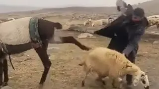 sheep and donkey that missed their owner's food