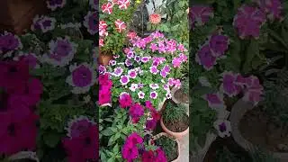 petunia on its full bloom #beautiful #flowers #petunia #blooming #love #peaceful